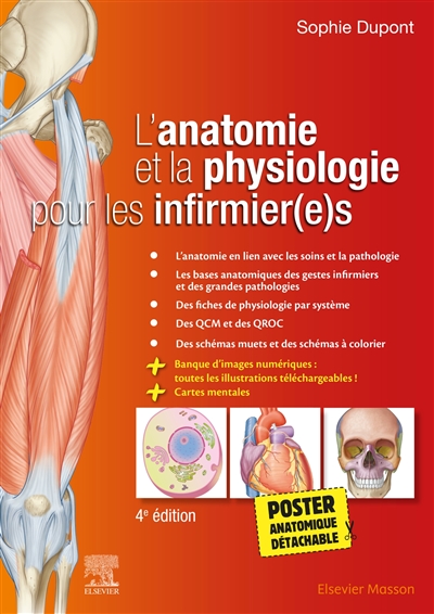 Poster anatomique du périnée