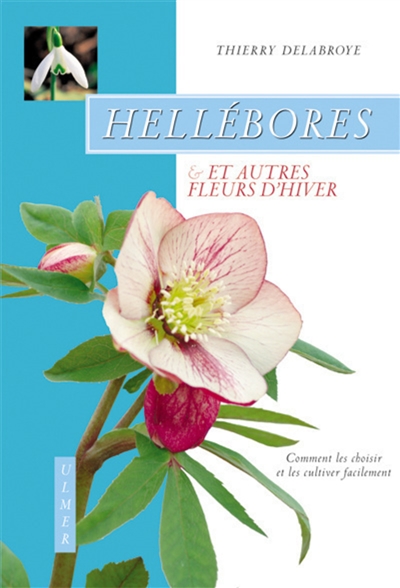 Hellébores & autres fleurs d'hiver : comment les choisir et les cultiver facilement