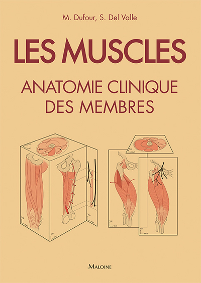 Les muscles : anatomie clinique des membres : fiches illustrées