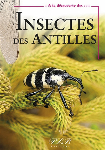 A la découverte des insectes des Antilles