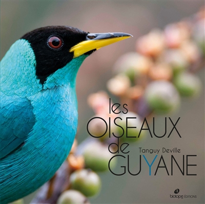 Oiseaux de Guyane