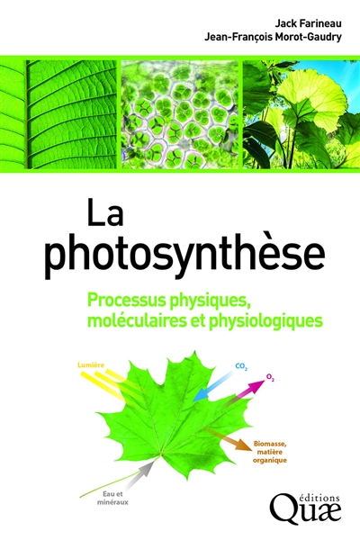 La photosynthèse : processus physiques, moléculaires et physiologiques