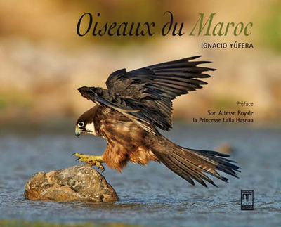 Oiseaux du Maroc